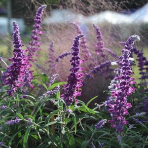 Salvia leucantha 'Purple Velvet'