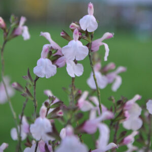 Salvia 'Touch of Pink'