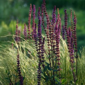 Salvia nemorosa 'Caradonna'