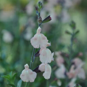 Salvia 'Saint Jean de Beauregard'