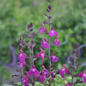 Salvia 'Susy'