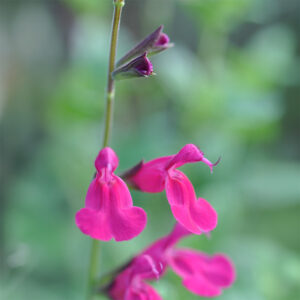 Salvia 'Sangria'