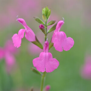 Salvia 'Trewithen'