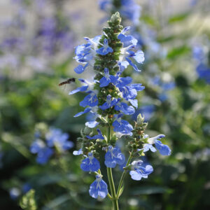 Salvia uliginosa