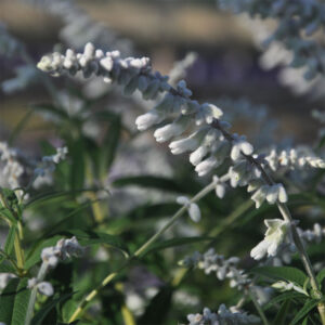 Salvia leucantha 'White Velour'